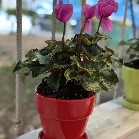 Garden Apartment Tirana