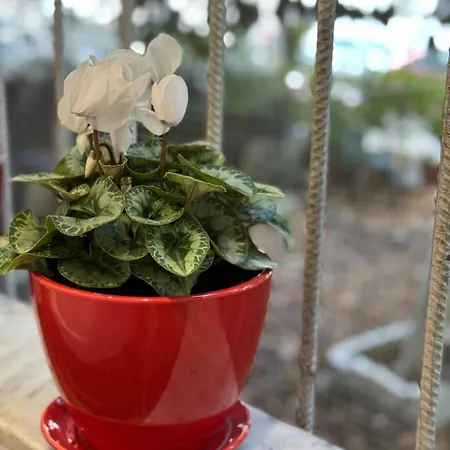 Apartment Garden *