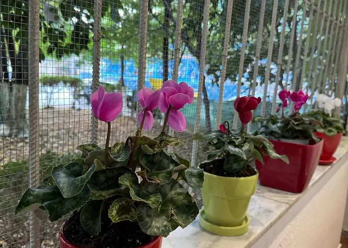 Garden * Tirana