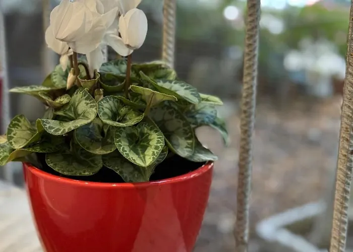 Apartment Garden *