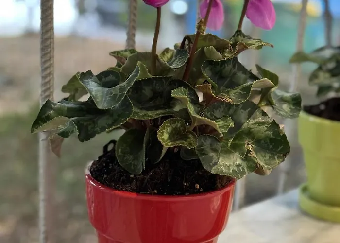 Garden 公寓 地拉那